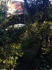 Trees growing in forest