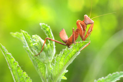 Close-up of insect on leaf