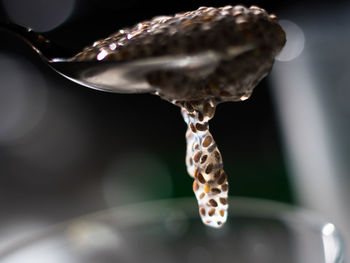 Close-up of water drop on flower