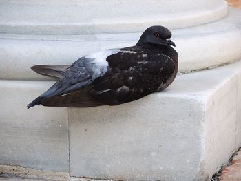 Close-up of bird perching on retaining wall