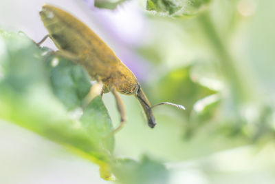 Close-up of insect on leaf