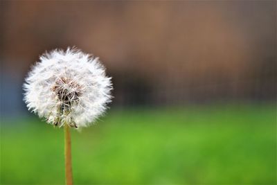 Close-up of dandelion seed