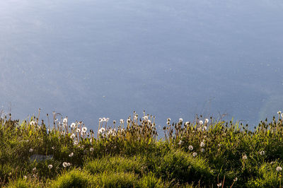 Plants growing on field by lake