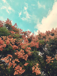 Low angle view of autumnal trees against sky