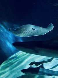 Close-up of fish swimming in sea