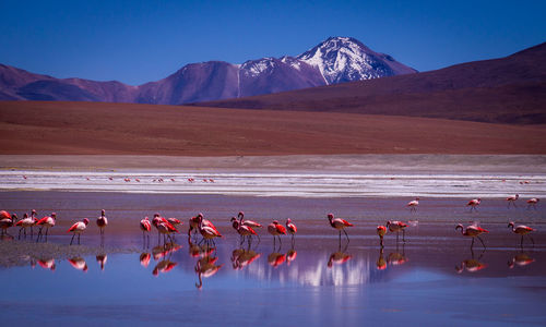 Flock of birds on lake shore