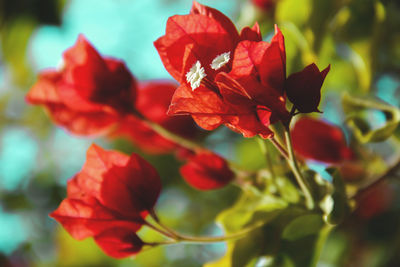 Close-up of red flowers blooming outdoors