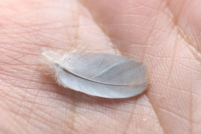 Very small feather on the palm of the hand