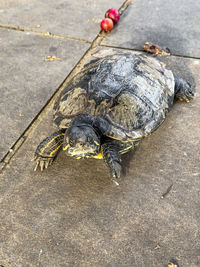 High angle view of turtle