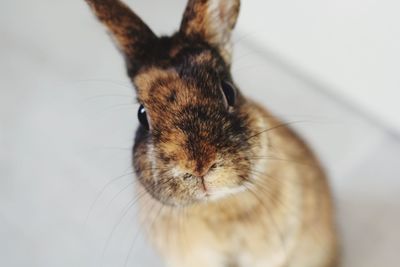 High angle portrait of rabbit against white background