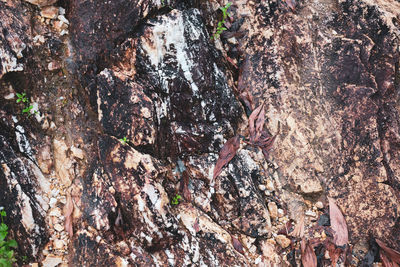 Full frame shot of tree trunk in forest