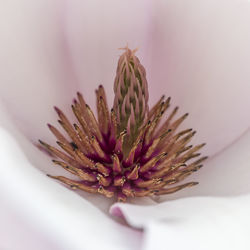 Close-up of flower