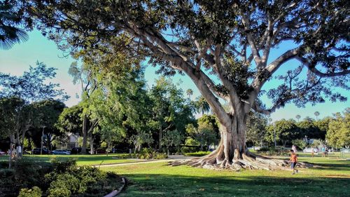 Trees on golf course against sky