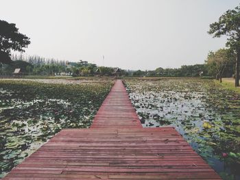 Footpath amidst plants against clear sky