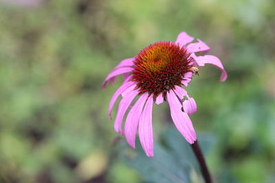 Close-up of pink flower