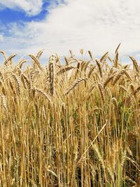 Wheat field against sky