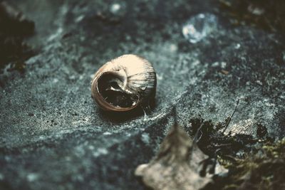Close-up of shell on rock