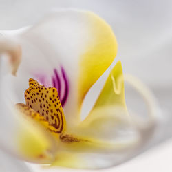 Close-up of pink flower