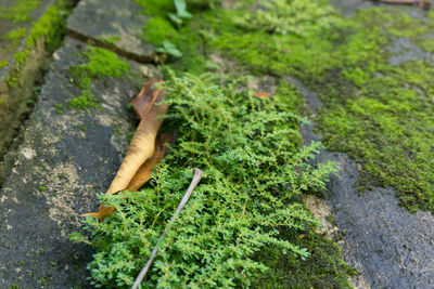 High angle view of small moss growing on rock