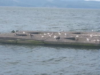 Swans swimming in sea against sky