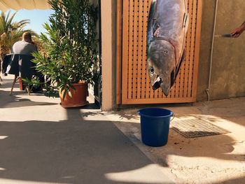 Fish hanging over bucket against man sitting on chair in yard