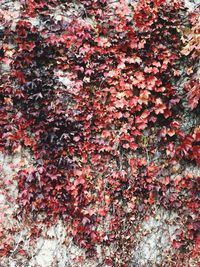 Close-up of pink flowering plants