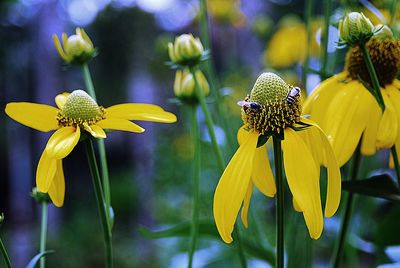 Close-up of insect on yellow flowers