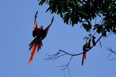 Low angle view of a bird flying