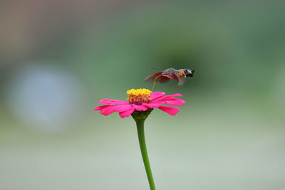 Close-up of insect on pink flowering plant