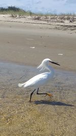 View of seagull on beach