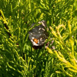 Close-up of ladybug on plant