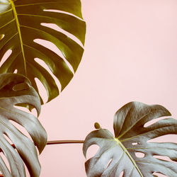 Close-up of flowering plant leaves