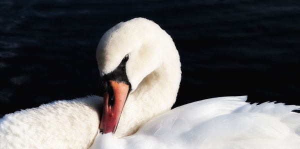 Close-up of swan in lake