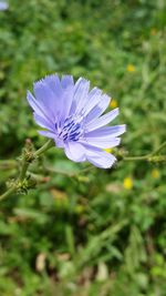 Close-up of purple flower