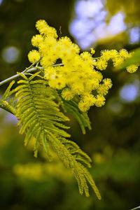 Close-up of yellow flower