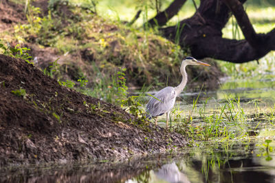 View of a bird in water