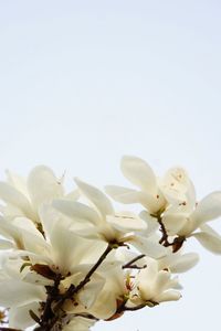 Close-up of white flowers