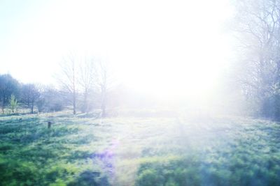 Sun shining through trees