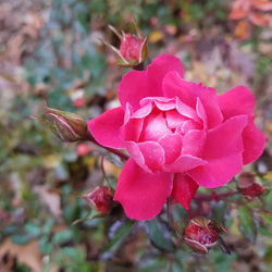 Close-up of pink flower