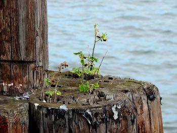 View of flowers in lake