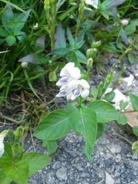 Close-up of flowers blooming outdoors