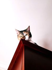 Low angle portrait of cat sitting