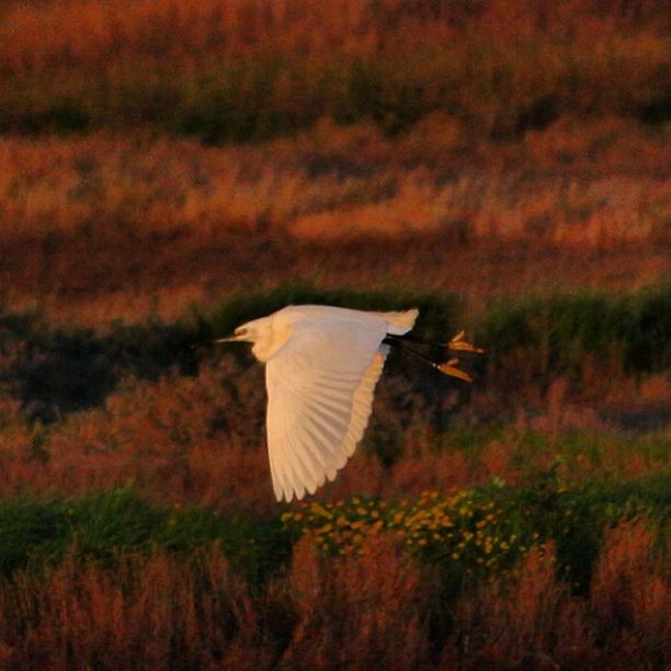 animal themes, bird, animals in the wild, flying, wildlife, one animal, spread wings, nature, grass, beauty in nature, mid-air, field, focus on foreground, outdoors, plant, no people, orange color, tranquility, growth, sunset