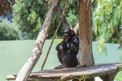 Monkey sitting on tree trunk