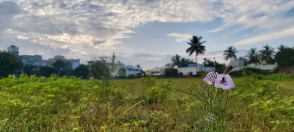 Close-up of flowering plants on field against sky