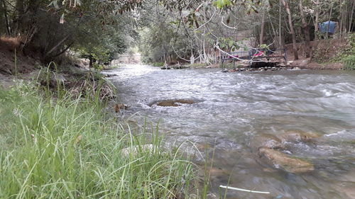 Scenic view of river flowing in forest