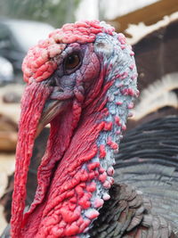 Close up of a turkey