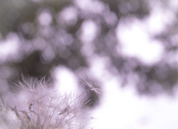 Close-up of dandelion against blurred background