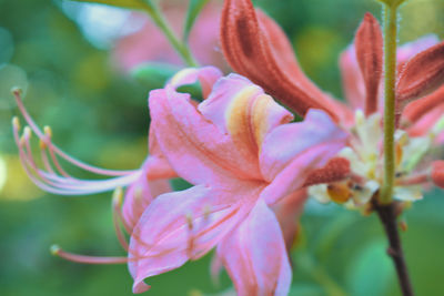 Close-up of fresh pink day lily blooming outdoors