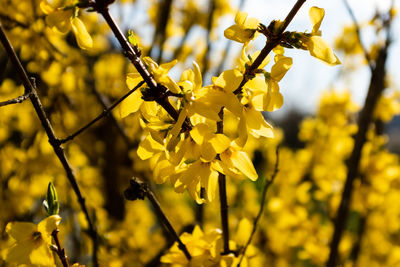 Yellow blossoms in the sun